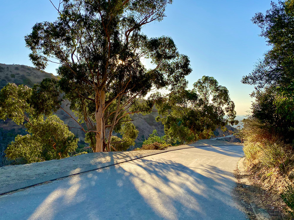 Tree at 7 A.M. at Runyon Canyon Park Tree at 7 A.M. at Runyon Canyon Park