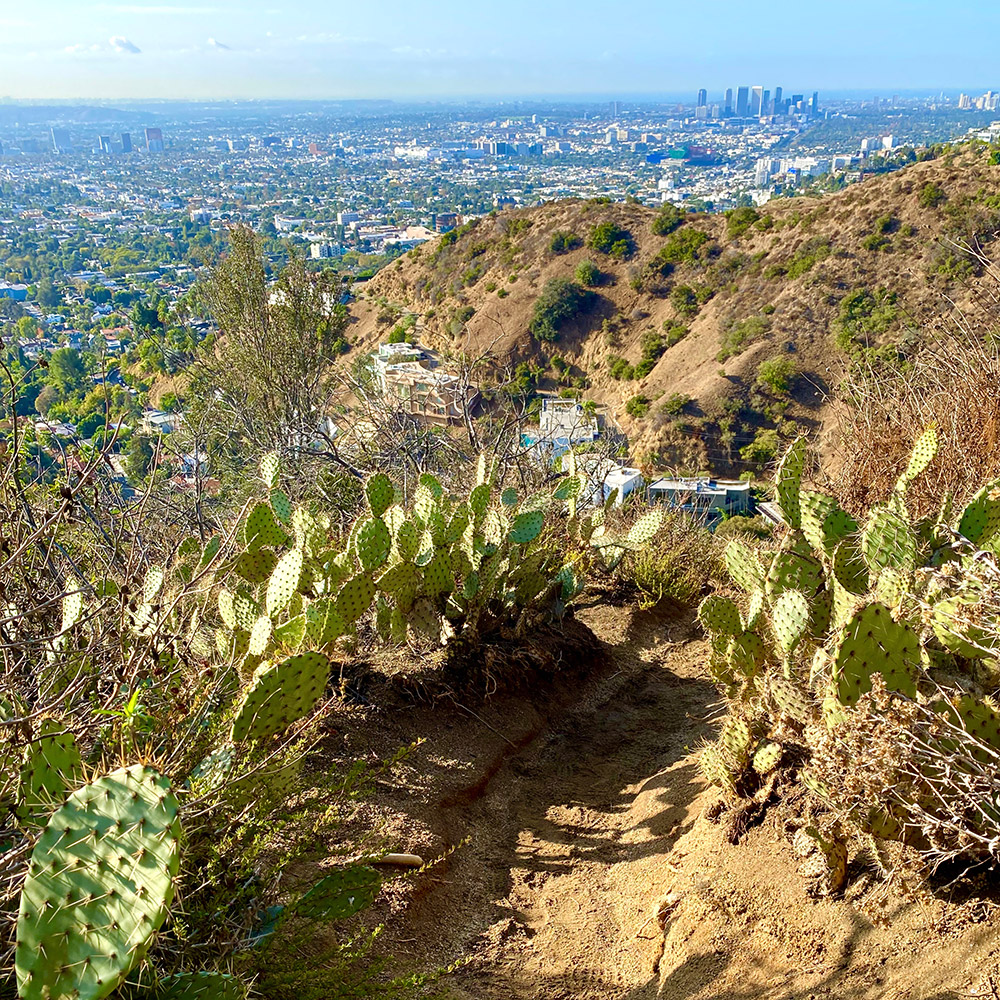 Cactus hiking path at Runyon Canyon Park
