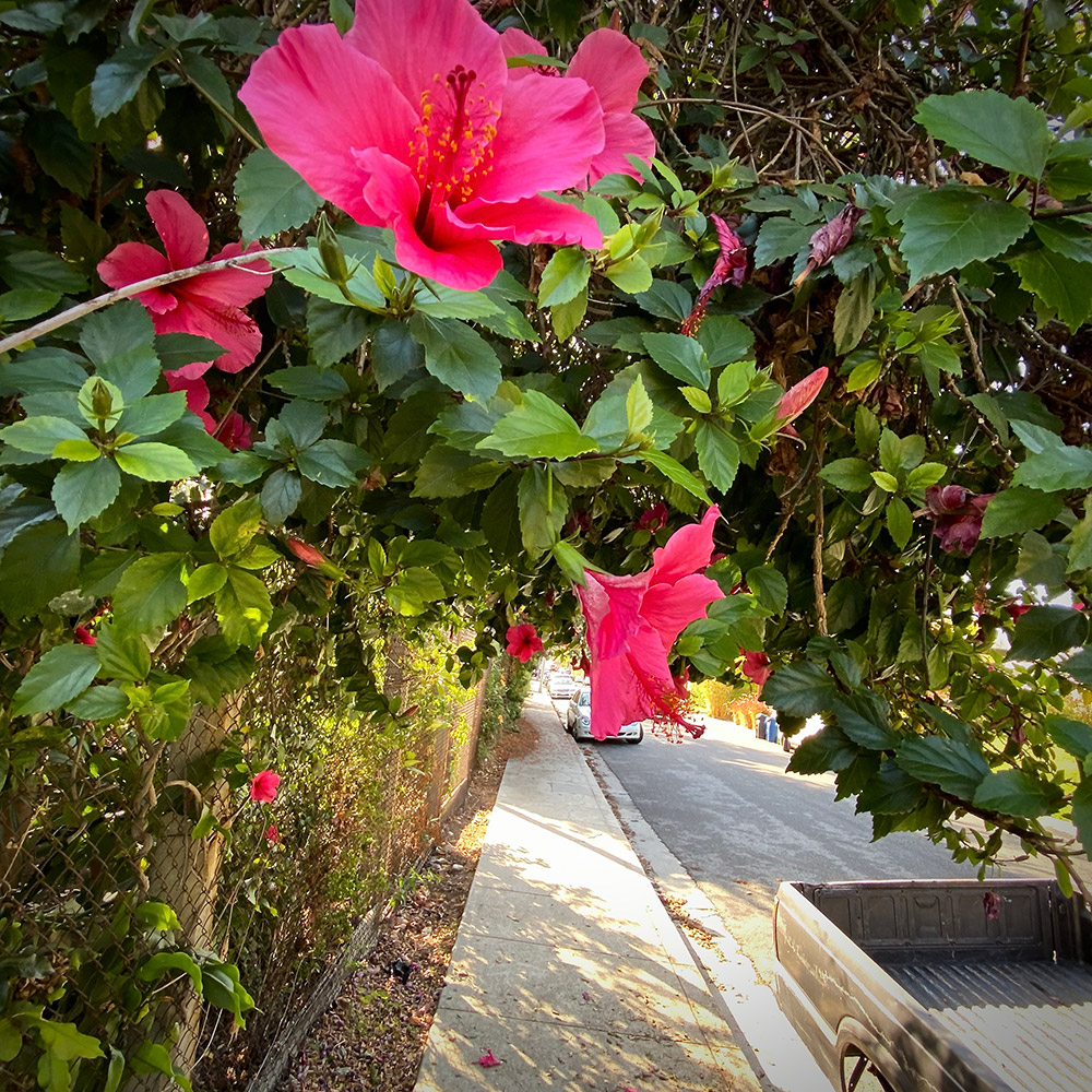 Flowery sidewalk