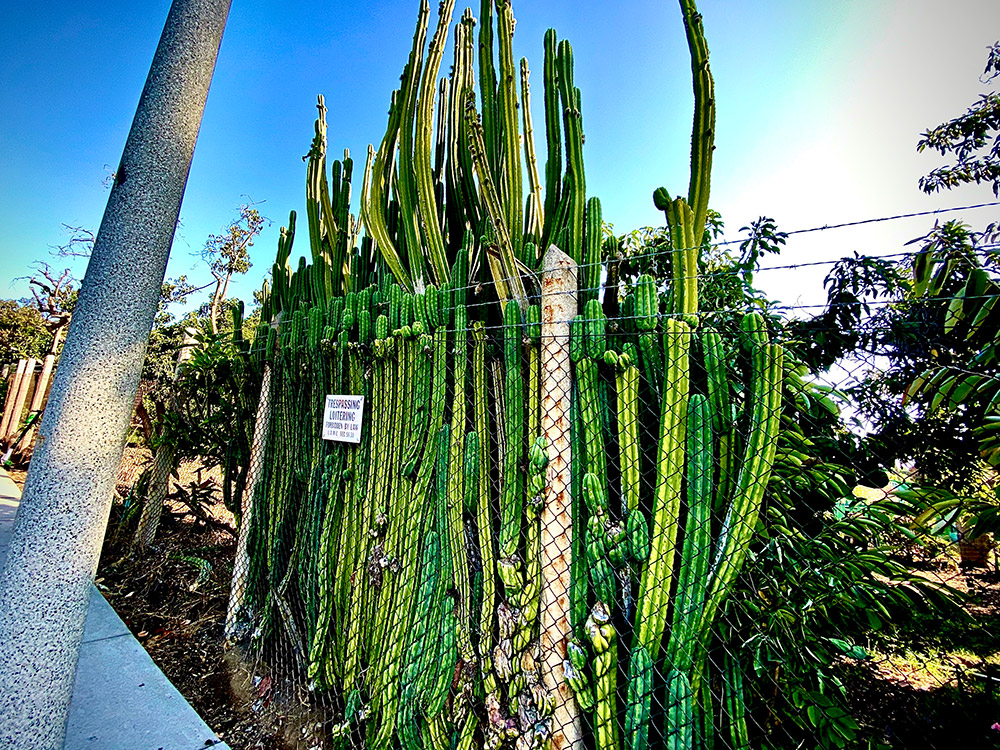 Cactus fence